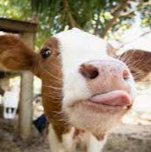 Meet your Posher, Izzy